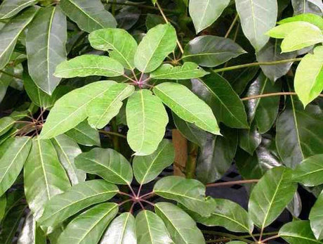 Umbrella Tree (schefflera actinophylla bulk) 10 seeds - JC Nursery