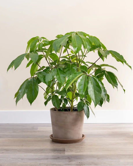 Umbrella Tree (schefflera actinophylla bulk) 10 seeds - JC Nursery