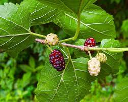 White Mulberry (morus alba) 10 seeds - JC Nursery