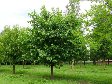 White Mulberry (morus alba) 10 seeds - JC Nursery