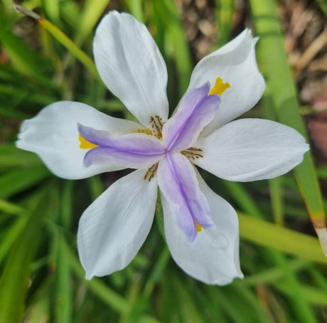 Wild Iris (dietes grandiflora) 30 seed - JC Nursery