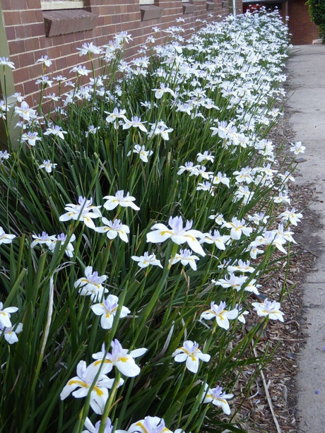 Wild Iris (dietes grandiflora) 30 seed - JC Nursery